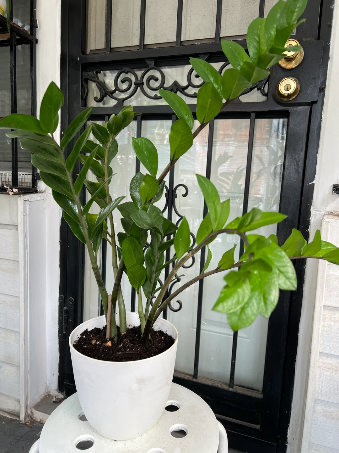 Beautiful large ZZ Plant in White Pot - photo 4