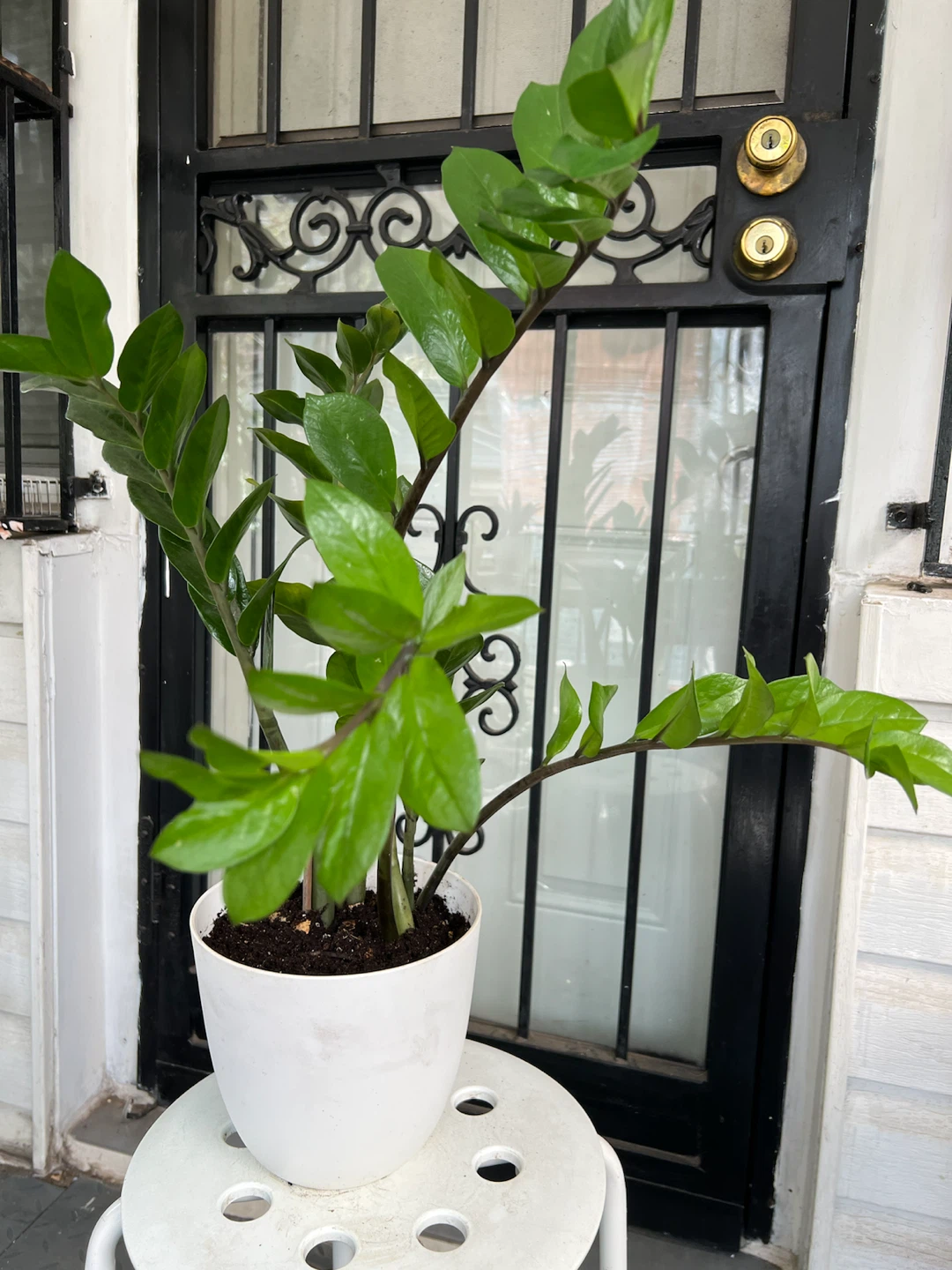 Beautiful large ZZ Plant in White Pot - photo 5