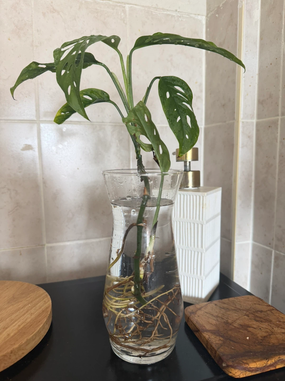 Monstera Adansonii Cutting in Glass Vase