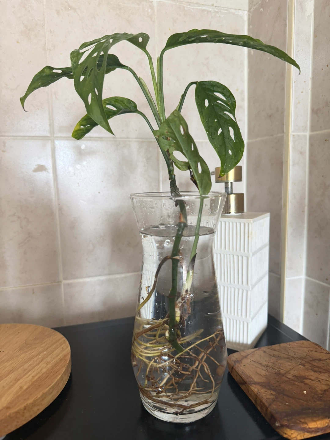 Monstera Adansonii Cutting in Glass Vase - photo 2
