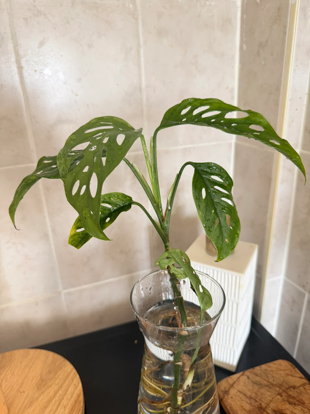 Monstera Adansonii Cutting in Glass Vase - photo 3