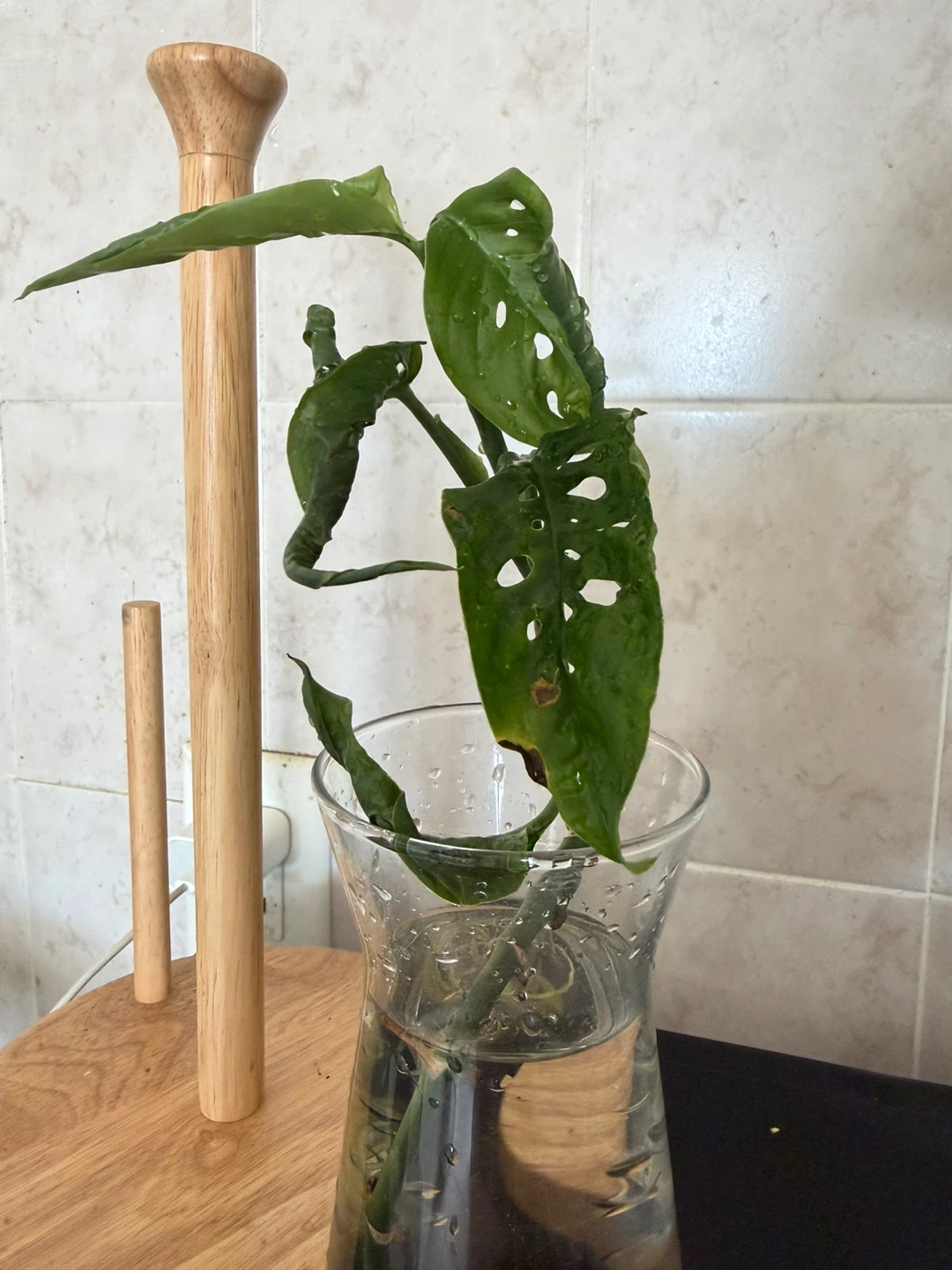Monstera Adansonii cutting in glass vase