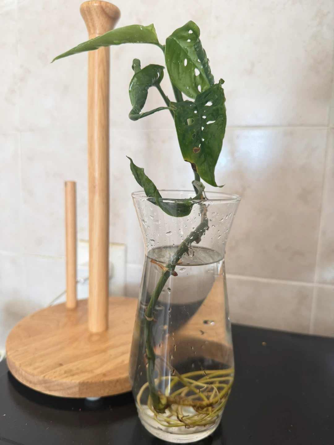 Monstera Adansonii cutting in glass vase - photo 2