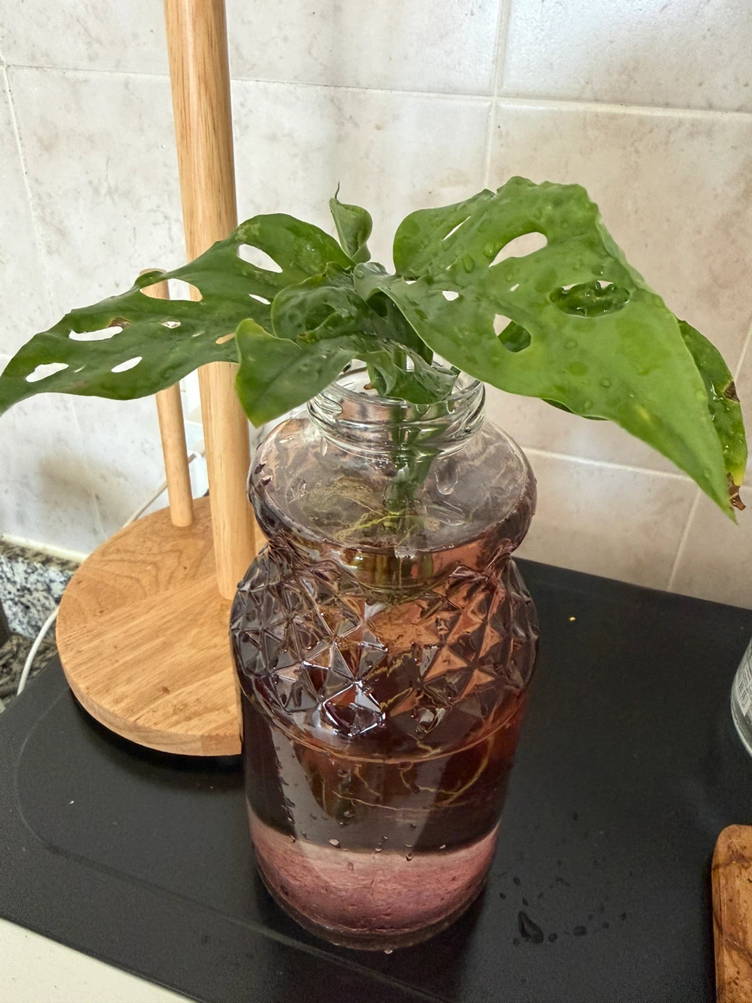 Monstera Adansonii - photo 2