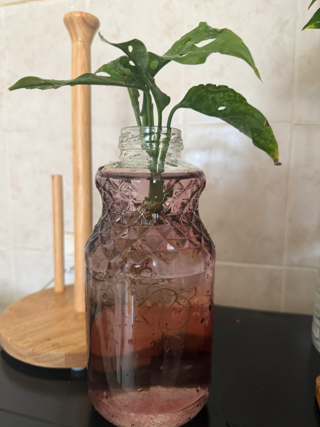 Monstera Adansonii - photo 3