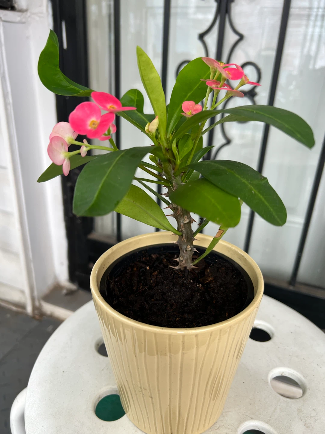 Crown of Thorns Plant in Decorative Pot
