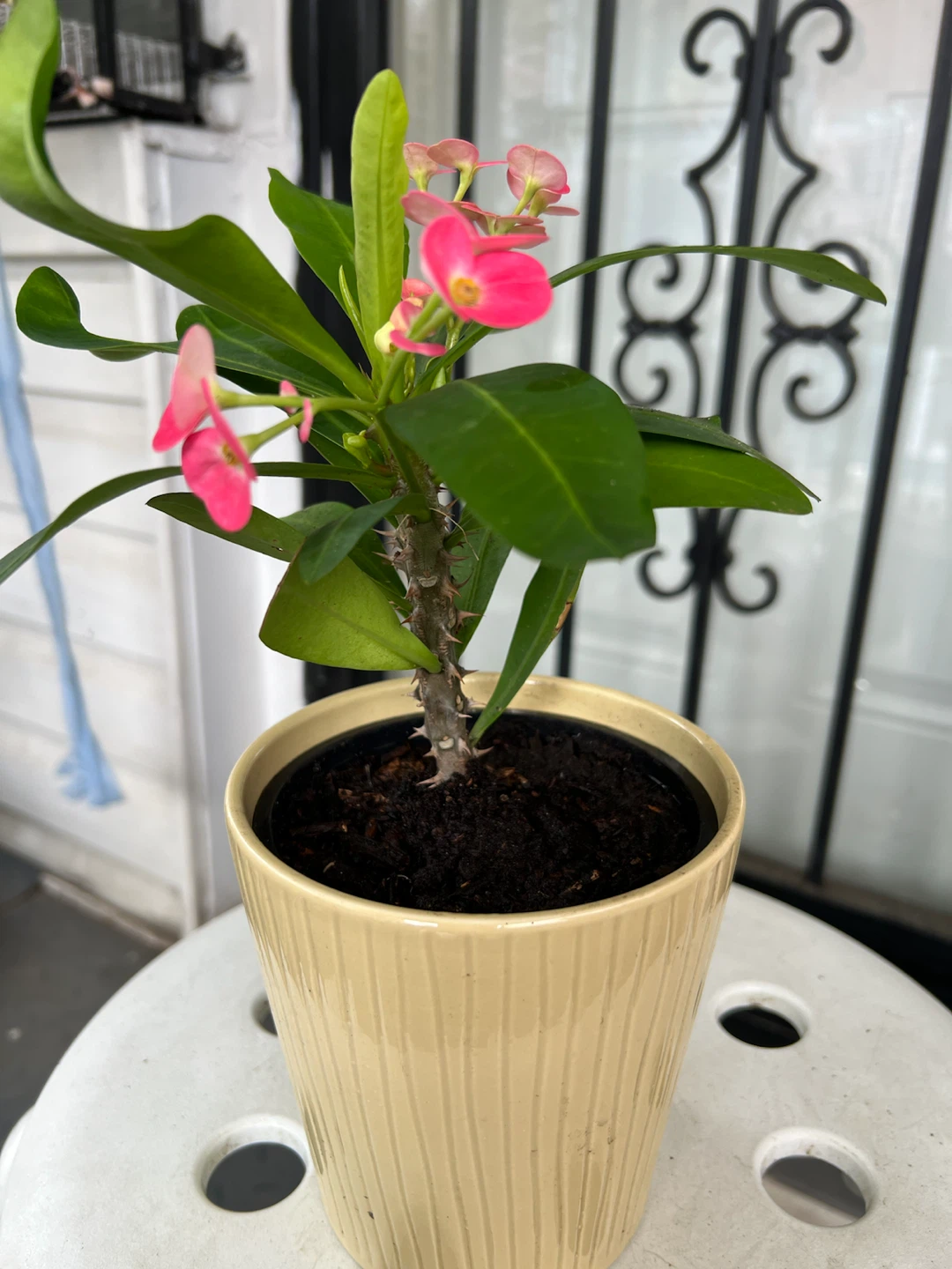 Crown of Thorns Plant in Decorative Pot - photo 2