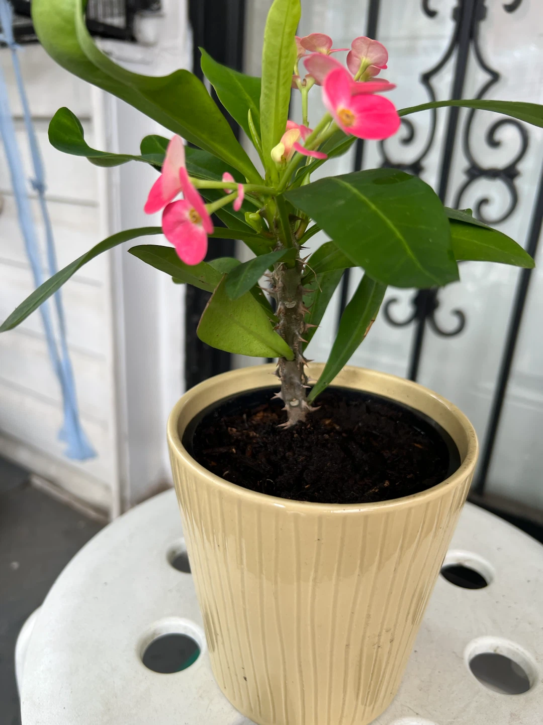 Crown of Thorns Plant in Decorative Pot - photo 3