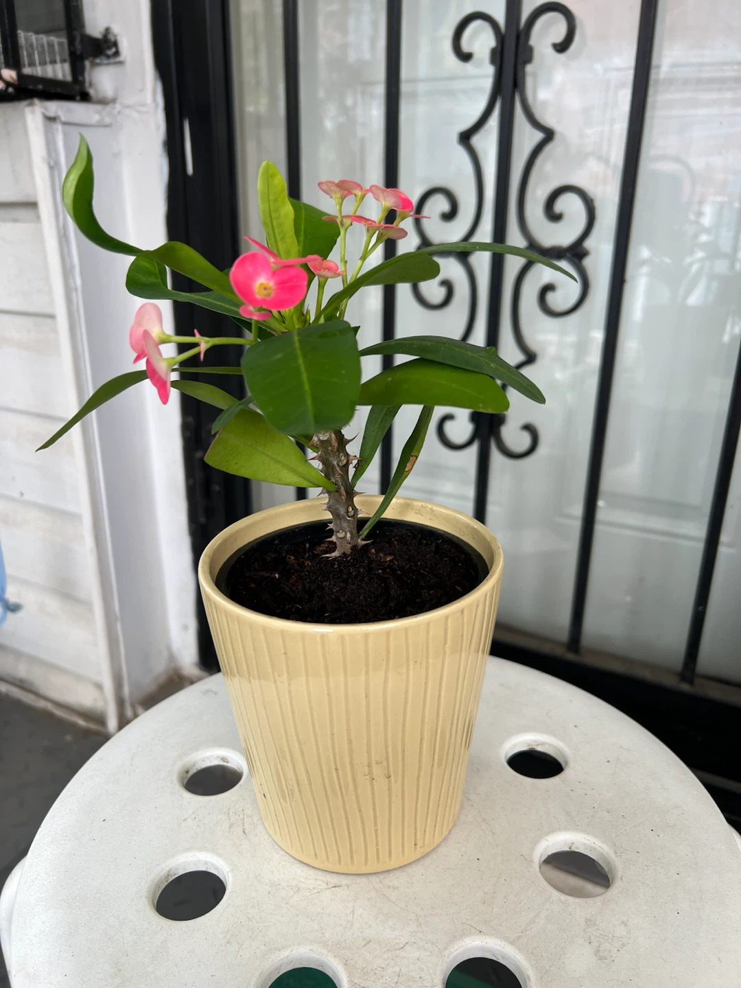 Crown of Thorns Plant in Decorative Pot - photo 4
