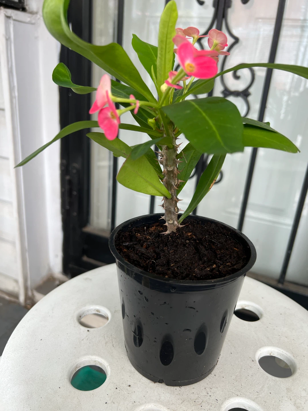 Crown of Thorns Plant in Decorative Pot - photo 5
