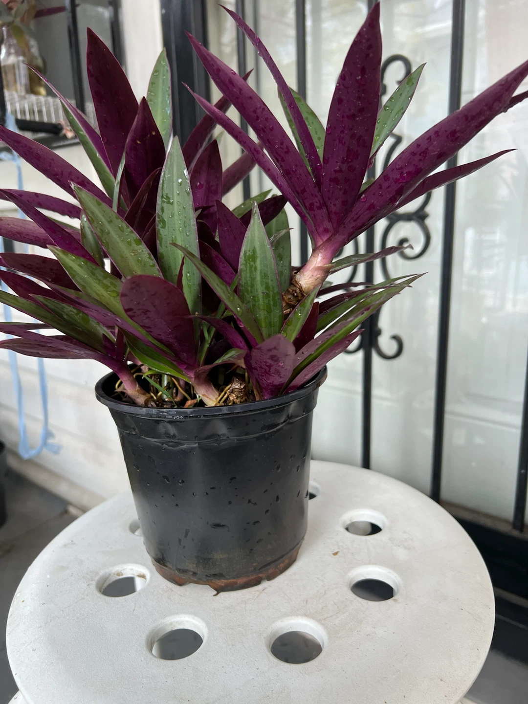 Beautiful Aged Oyster Plant