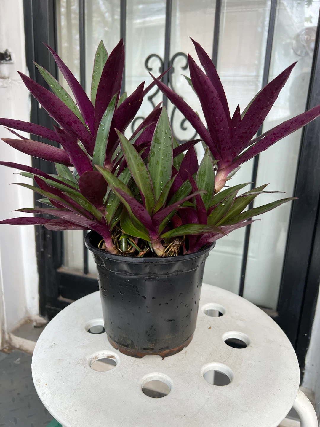 Beautiful Aged Oyster Plant - photo 2