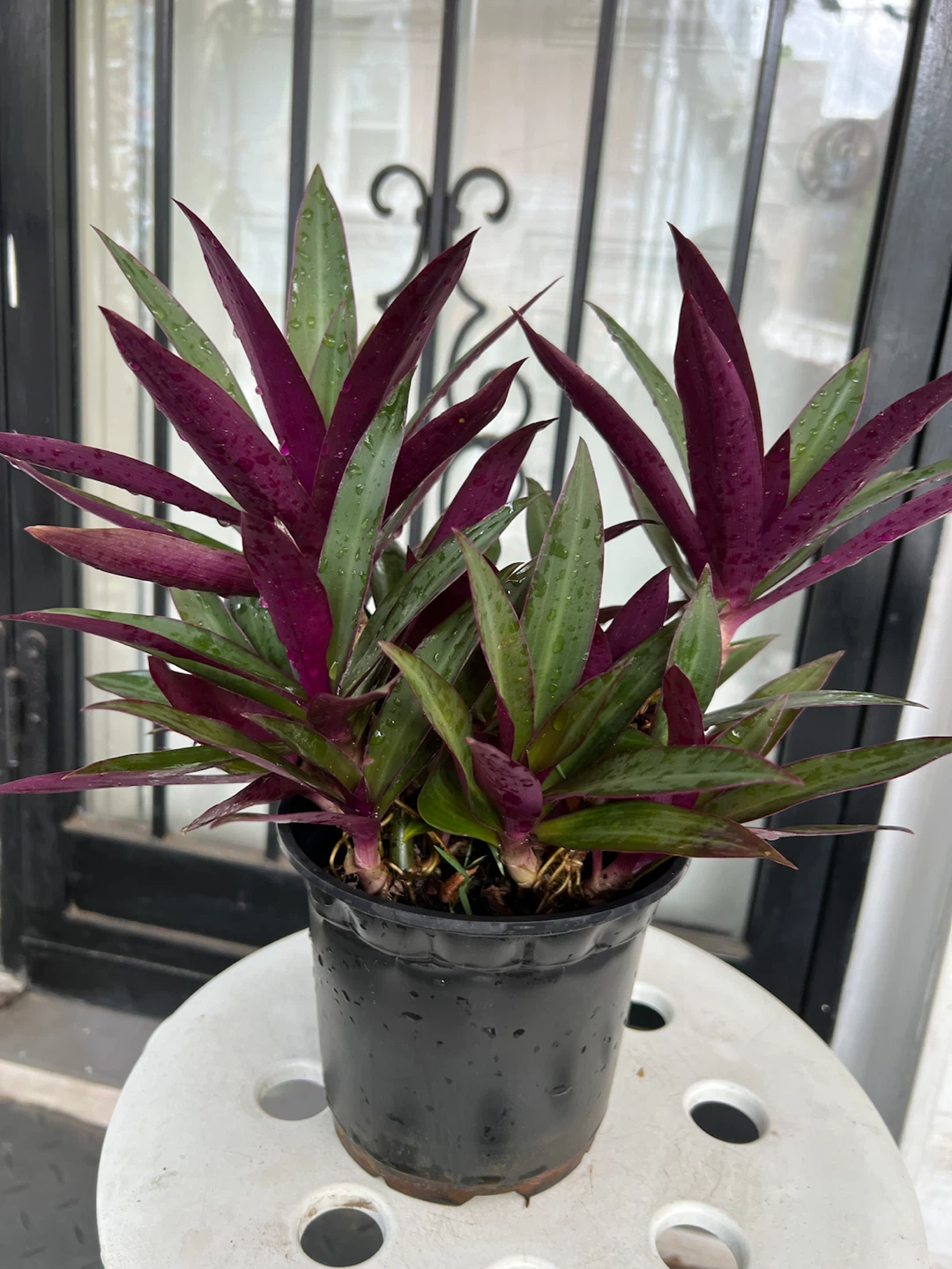 Beautiful Aged Oyster Plant - photo 3