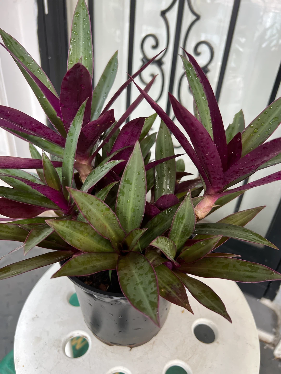 Beautiful Aged Oyster Plant - photo 4