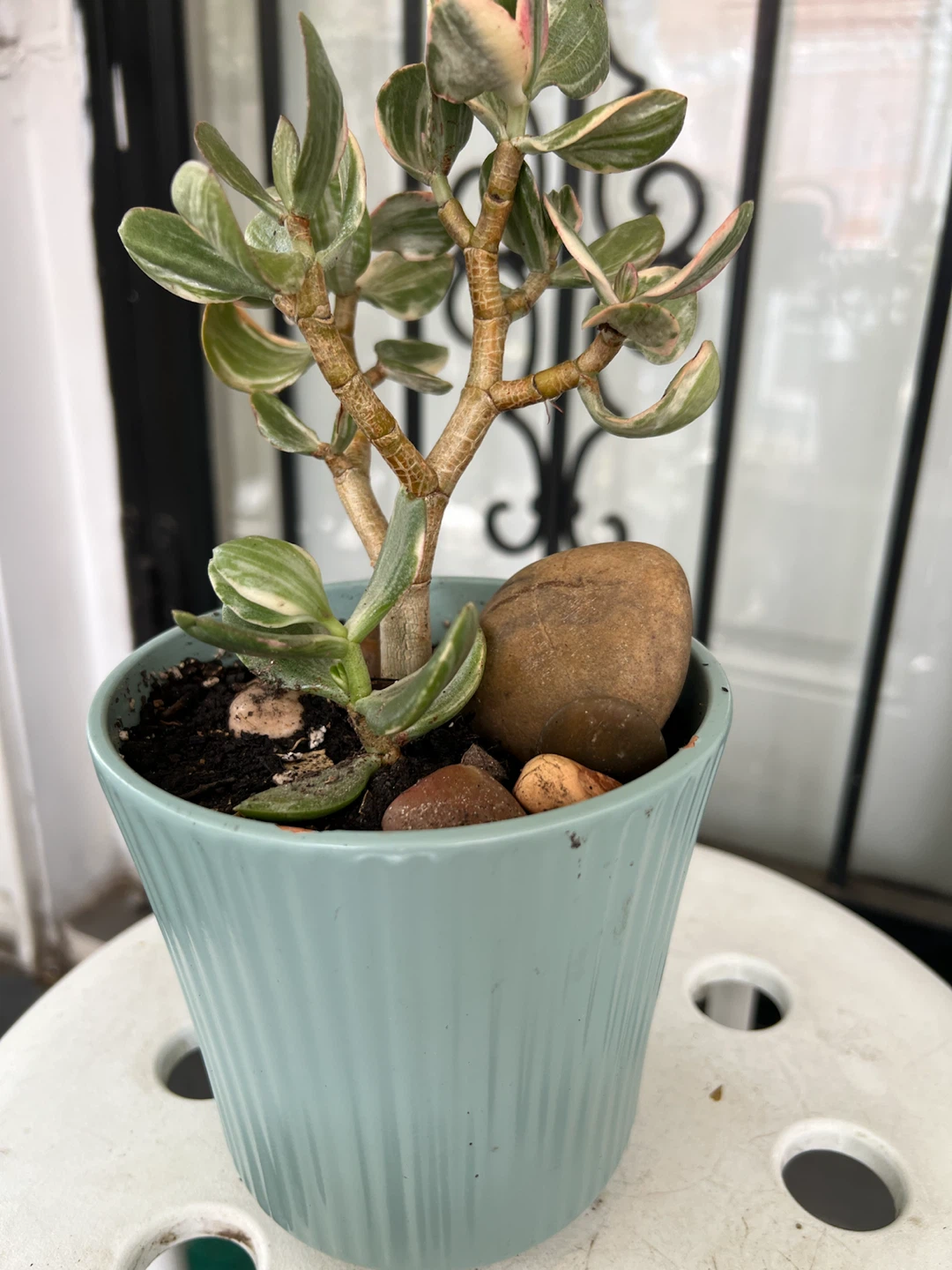 Variegated Jade Plant in Light Blue Pot