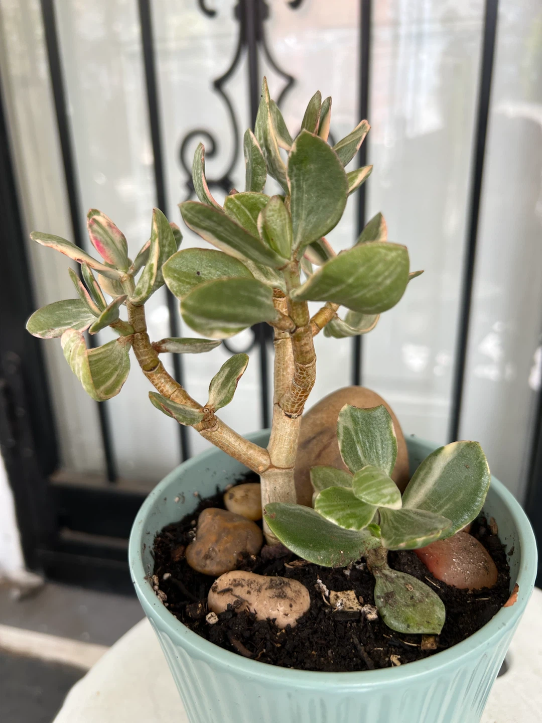 Variegated Jade Plant in Light Blue Pot - photo 2
