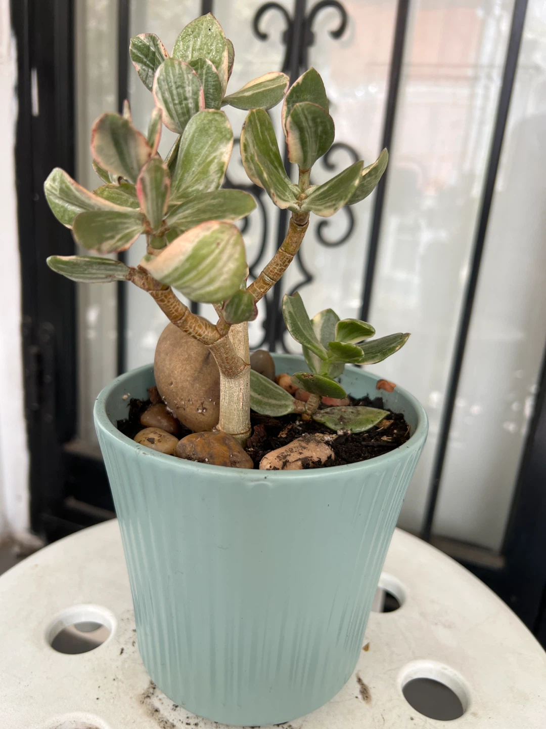 Variegated Jade Plant in Light Blue Pot - photo 3