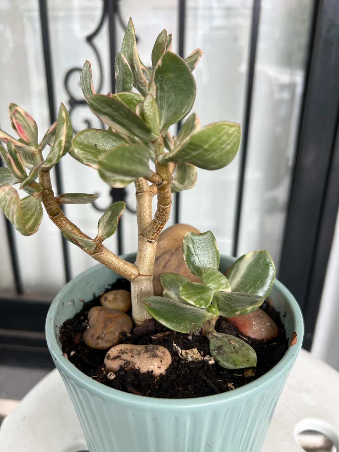 Variegated Jade Plant in Light Blue Pot - photo 4