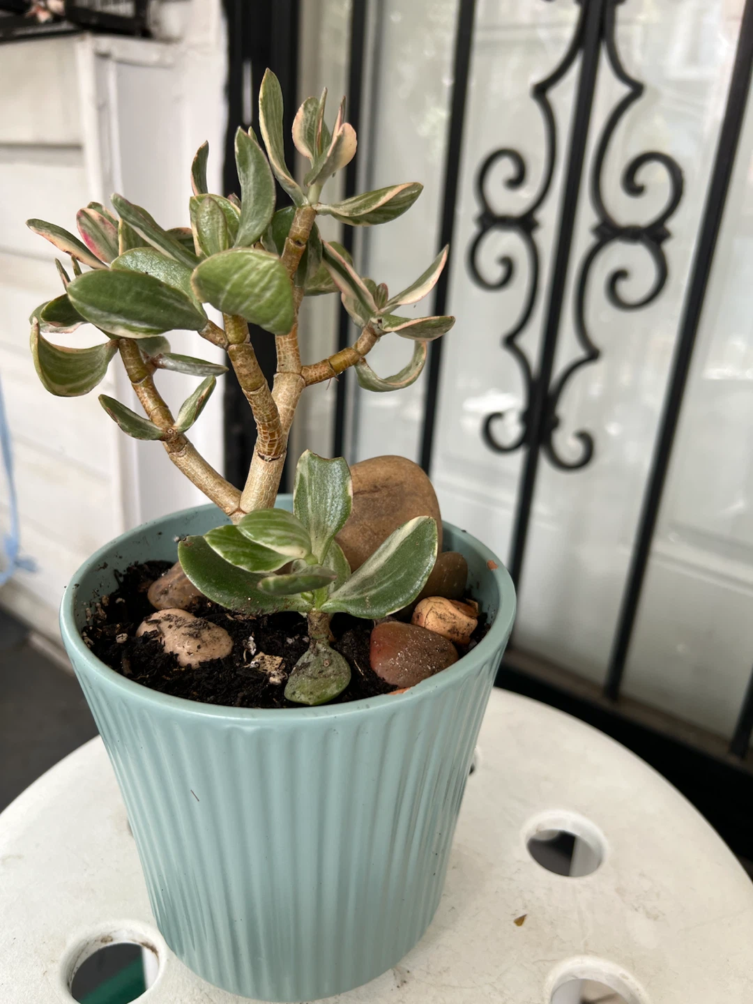 Variegated Jade Plant in Light Blue Pot - photo 5