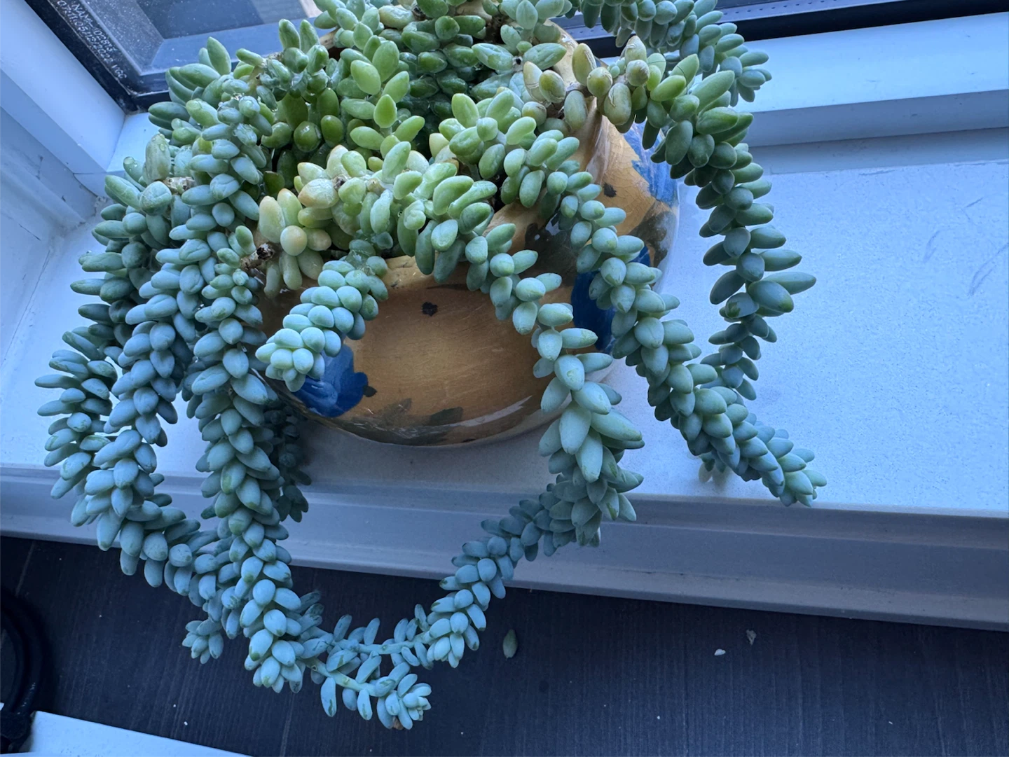 A free cutting of burro’s tail succulent