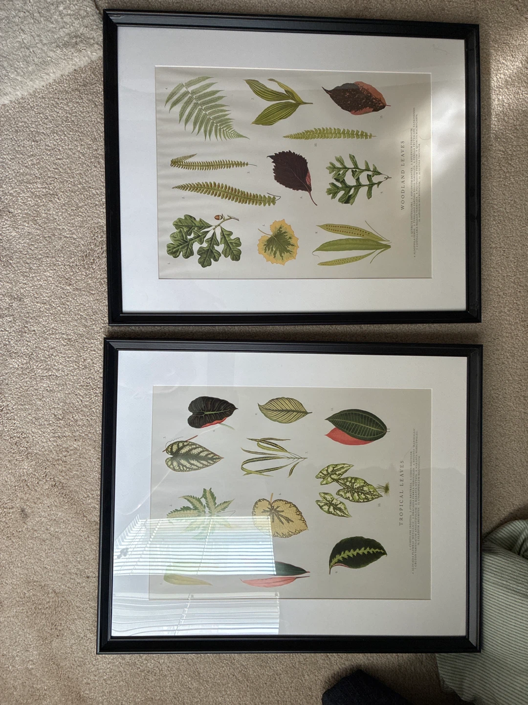 Set of Two Botanical Wall Art Prints