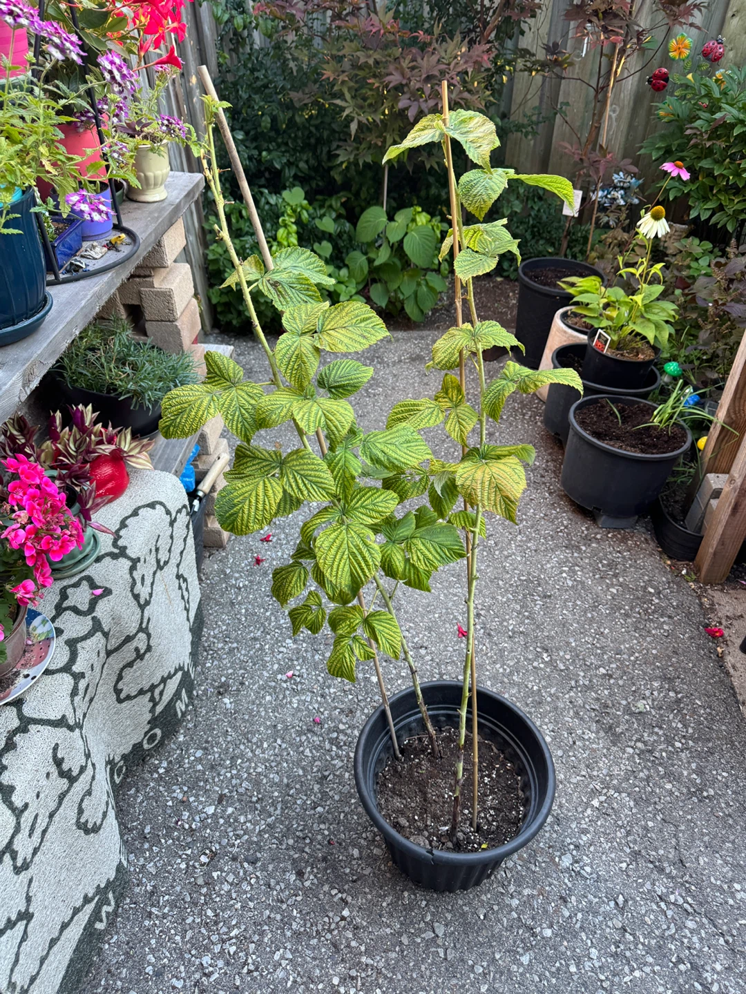 Red Raspberry Plant