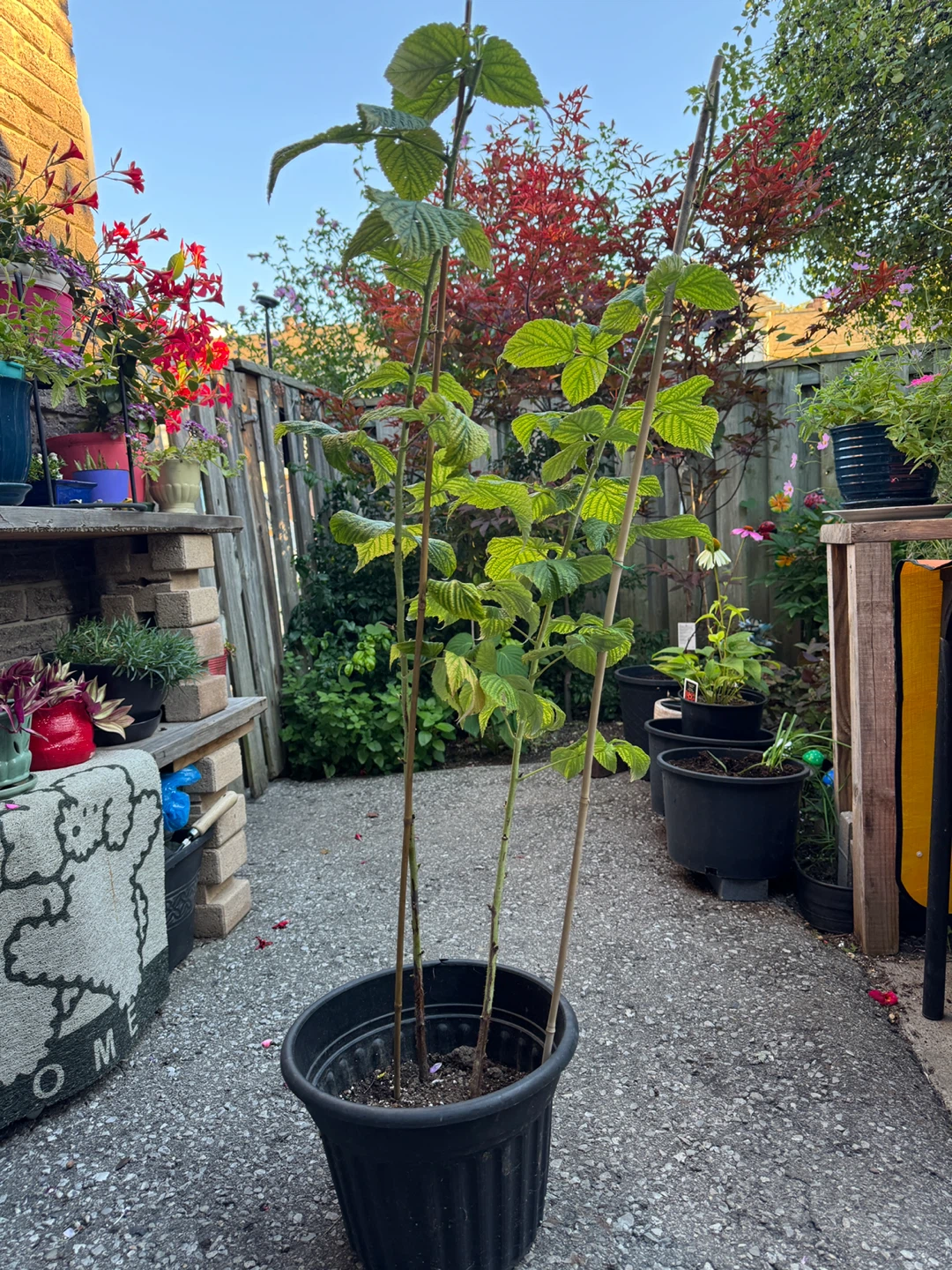 Red Raspberry Plant - photo 2