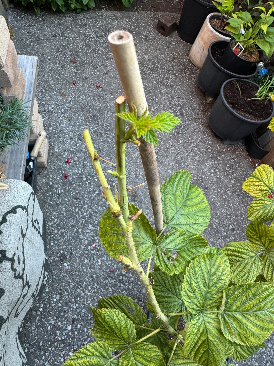 Red Raspberry Plant - photo 3