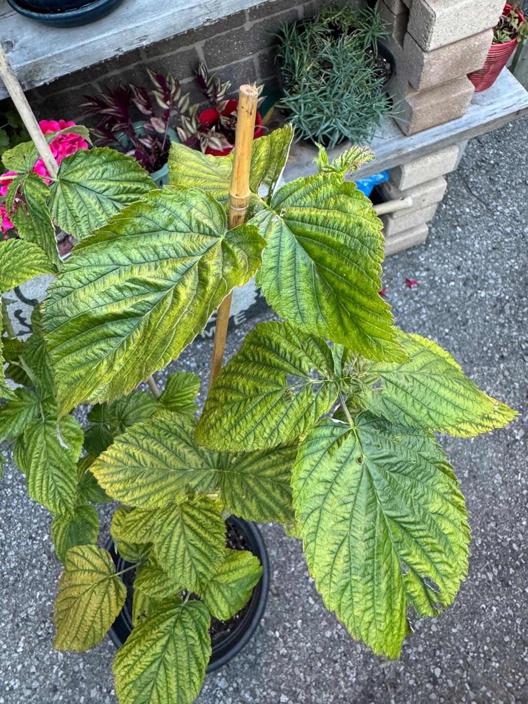 Red Raspberry Plant - photo 4