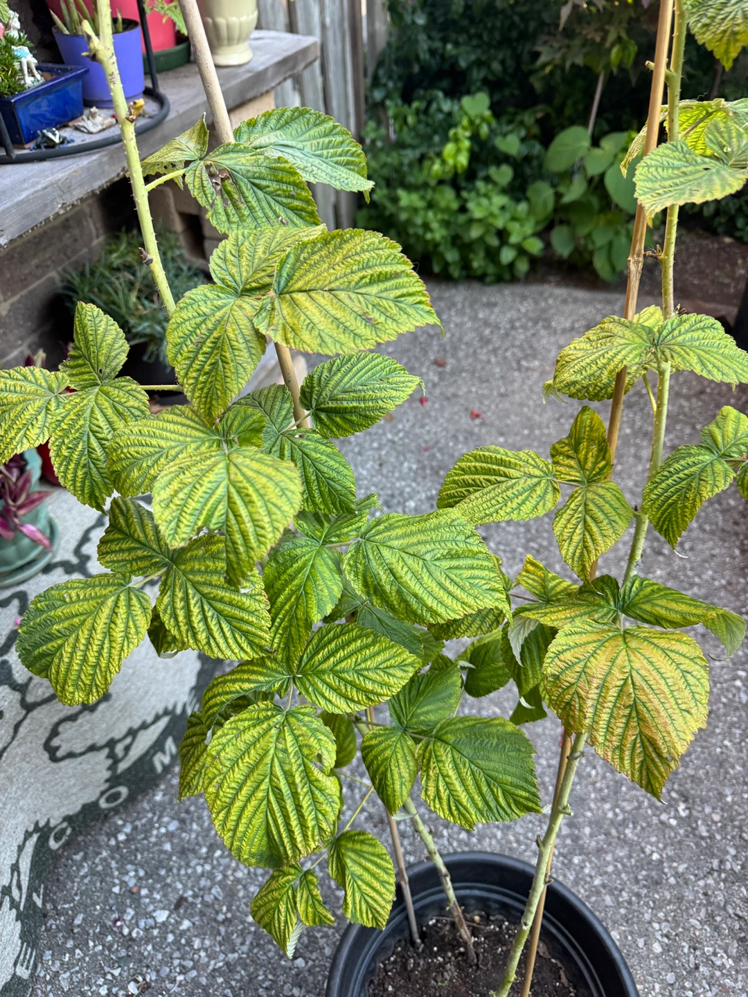 Red Raspberry Plant - photo 5