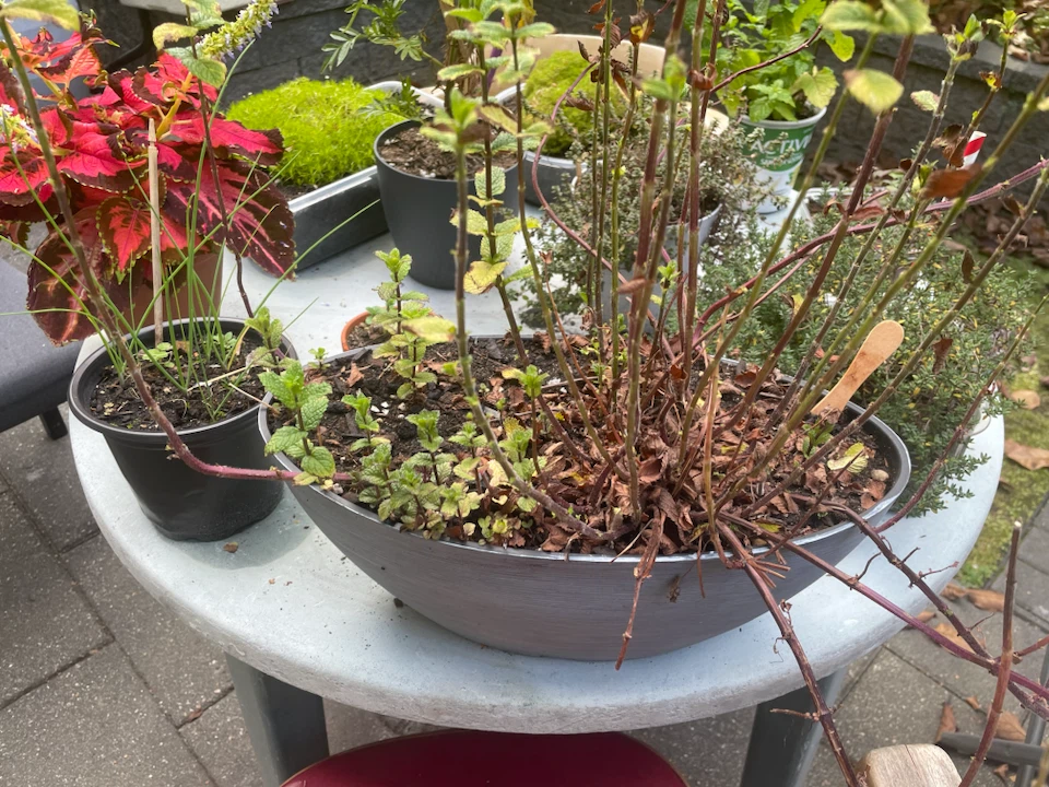 Mint plant in grey planter