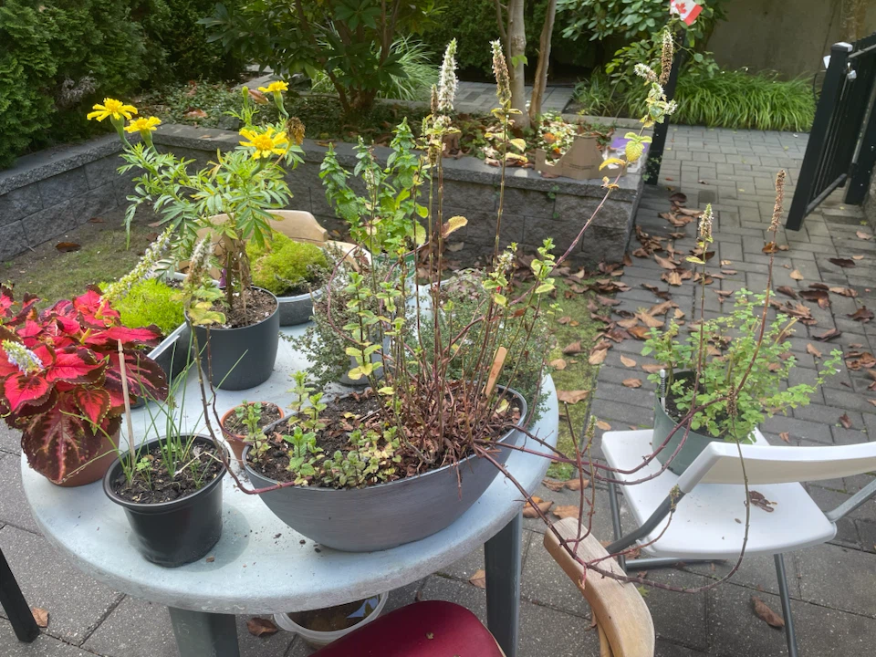 Mint plant in grey planter - photo 2