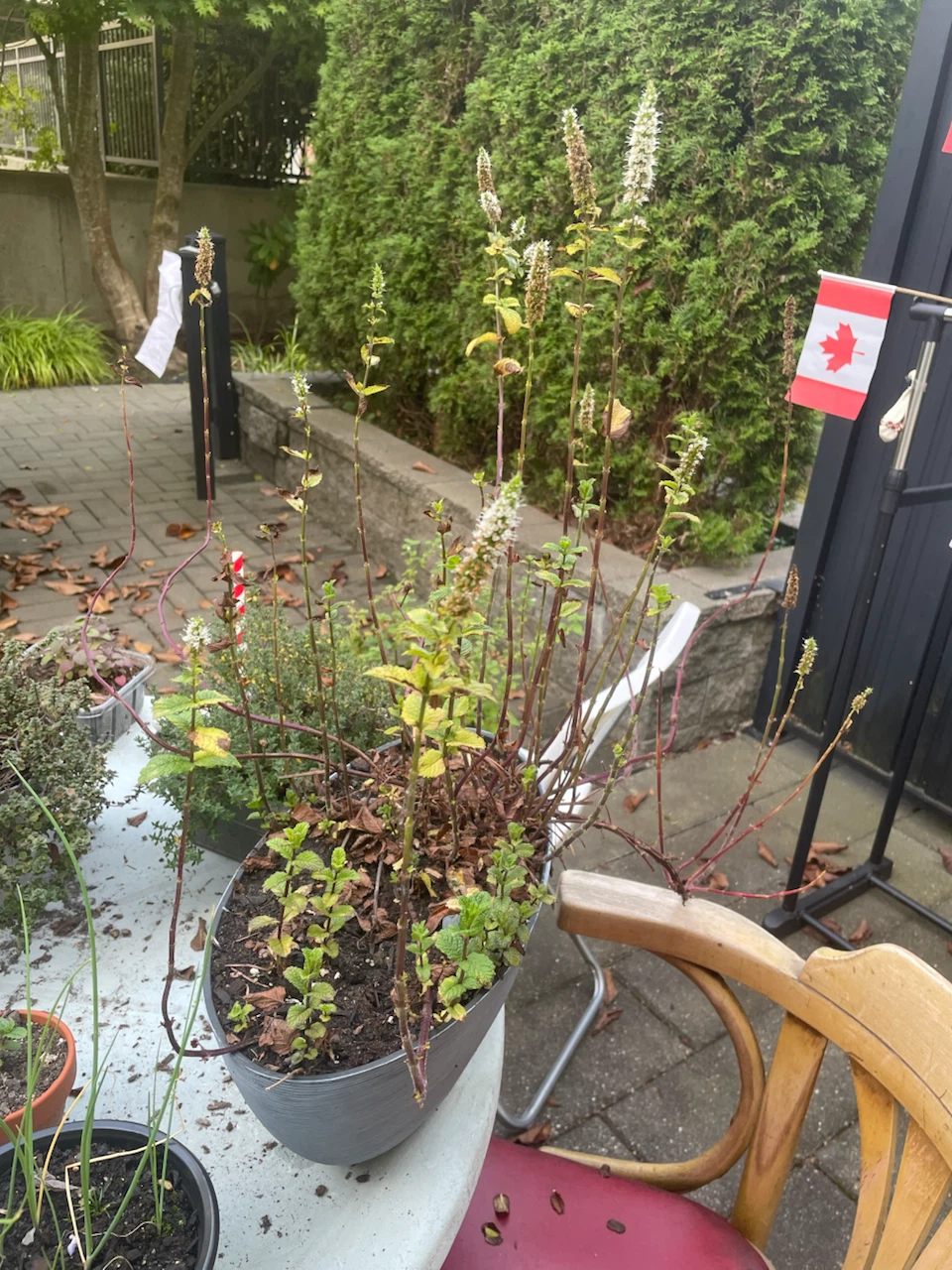 Mint plant in grey planter - photo 3