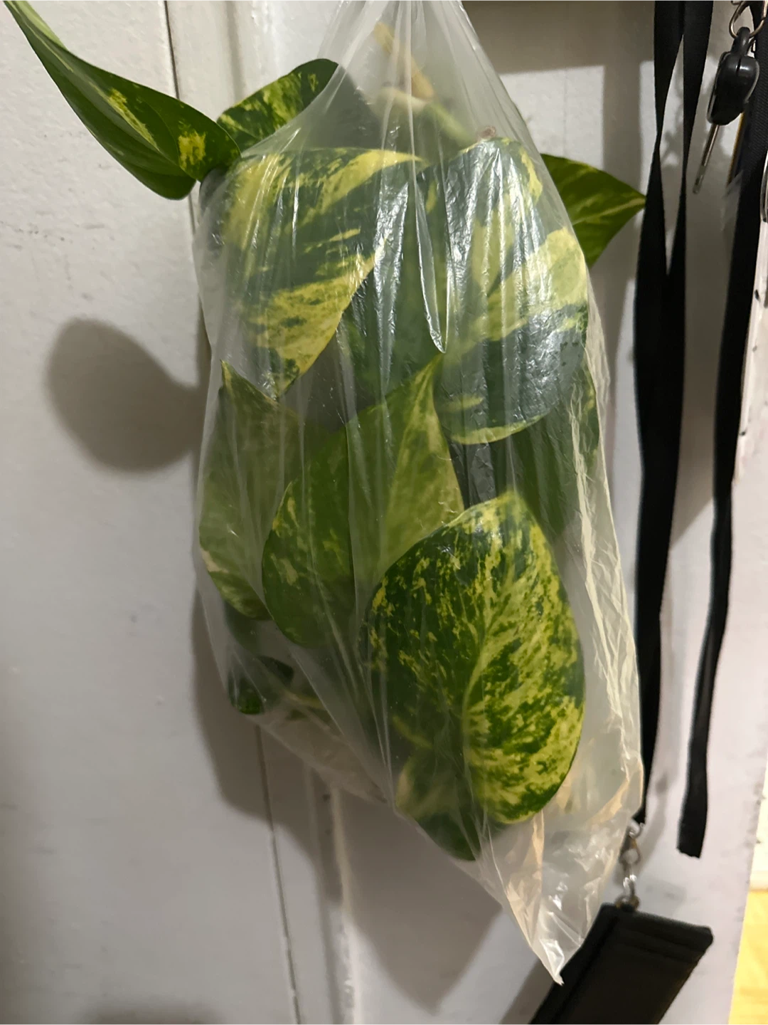 Golden Pothos cuttings