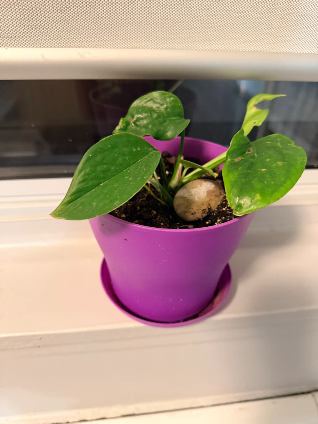 Pothos plant cuttings
