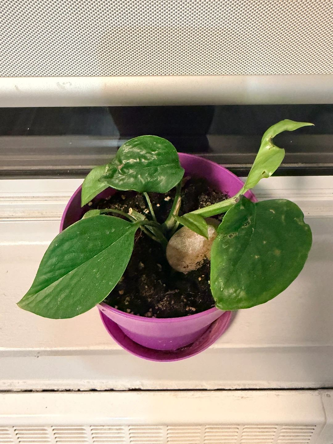 Pothos plant cuttings - photo 2