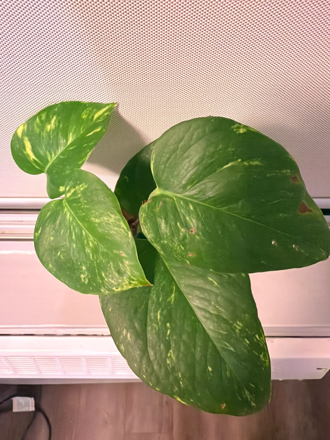 Pothos plant cuttings - photo 3