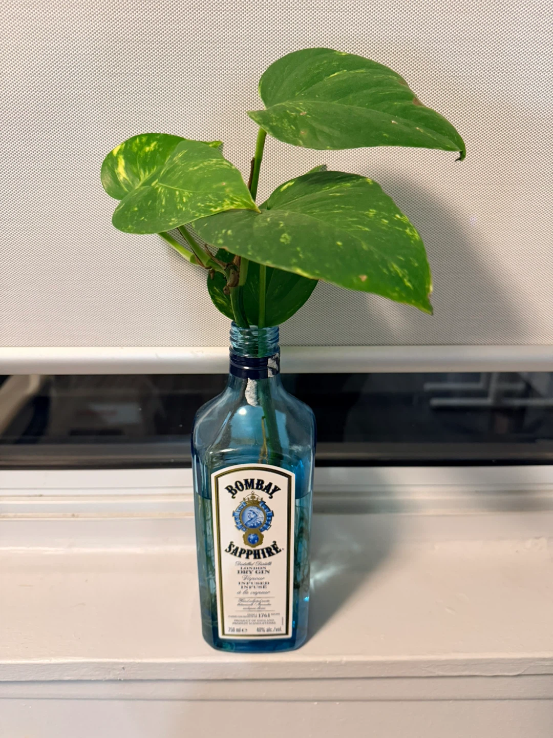 Pothos plant cuttings - photo 4