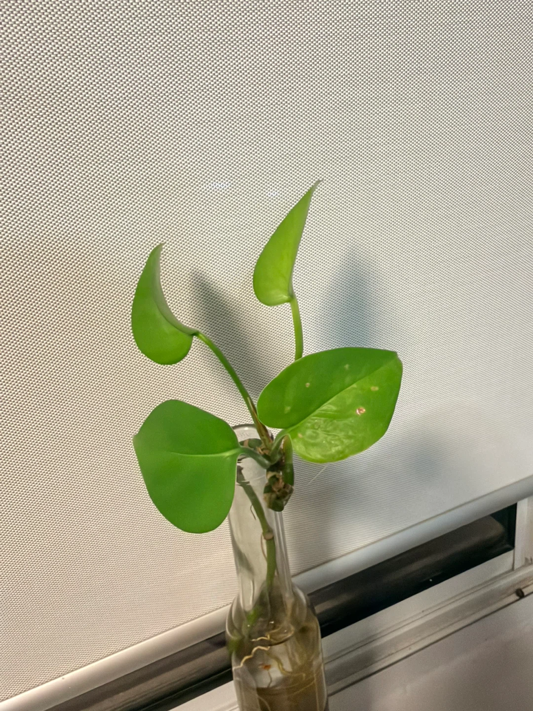 Pothos plant cuttings - photo 5