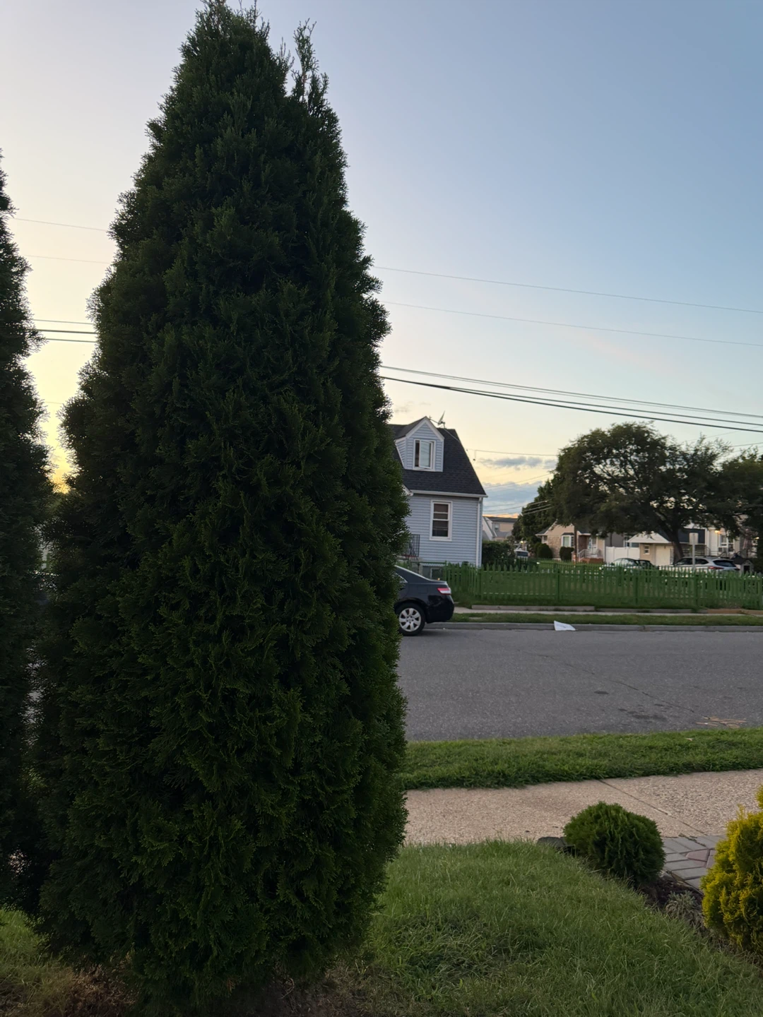 Arborvitae Evergreen Trees