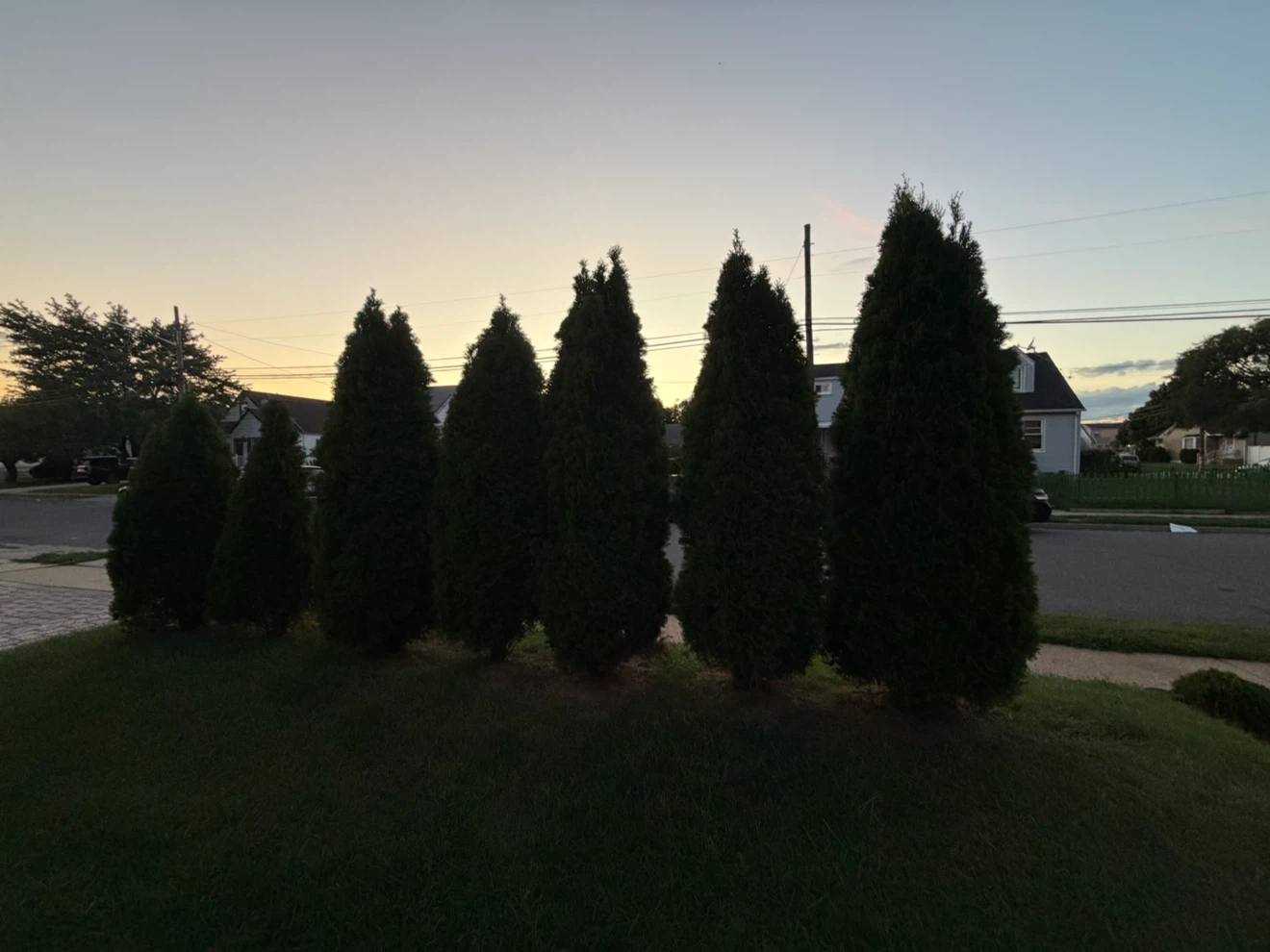 Arborvitae Evergreen Trees - photo 2