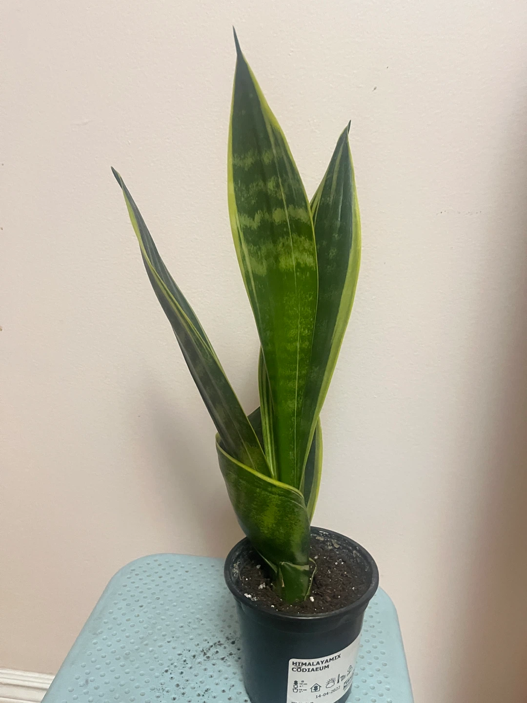 Snake Plant Sansevieria