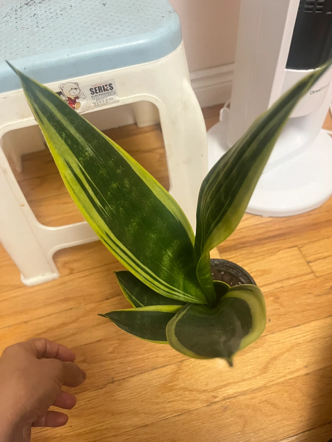 Snake Plant Sansevieria - photo 2