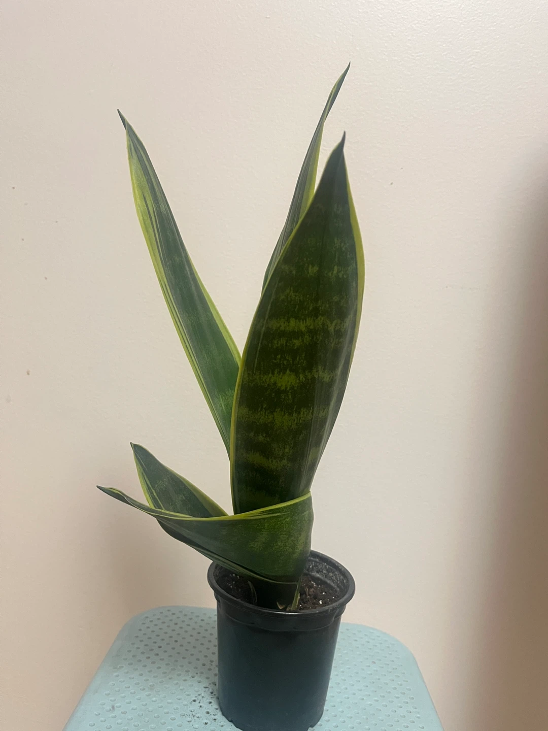 Snake Plant Sansevieria - photo 3