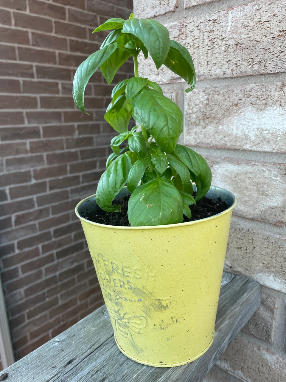 Fresh Basil Plant in Decorative Metal Pot