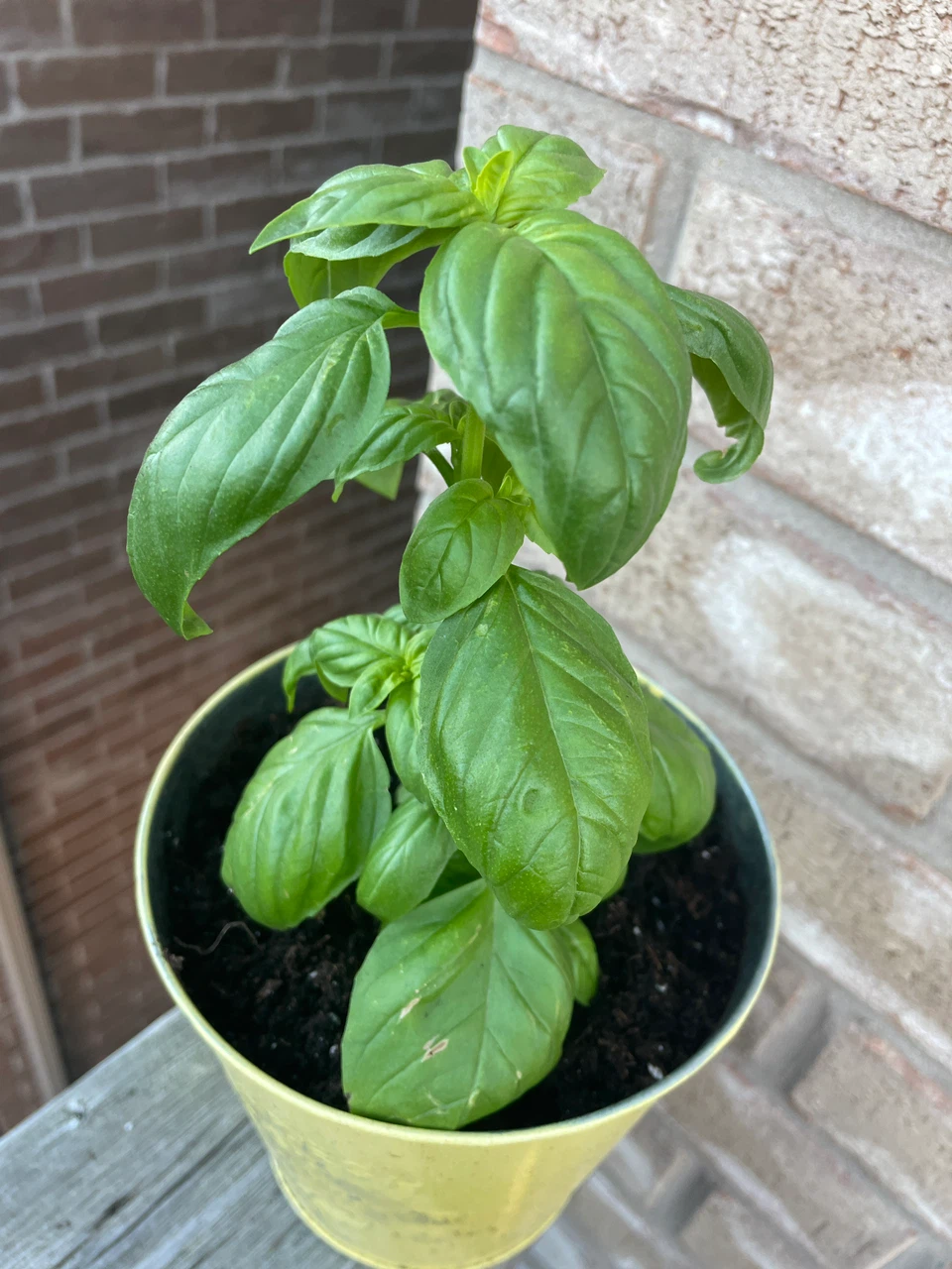 Fresh Basil Plant in Decorative Metal Pot - photo 2