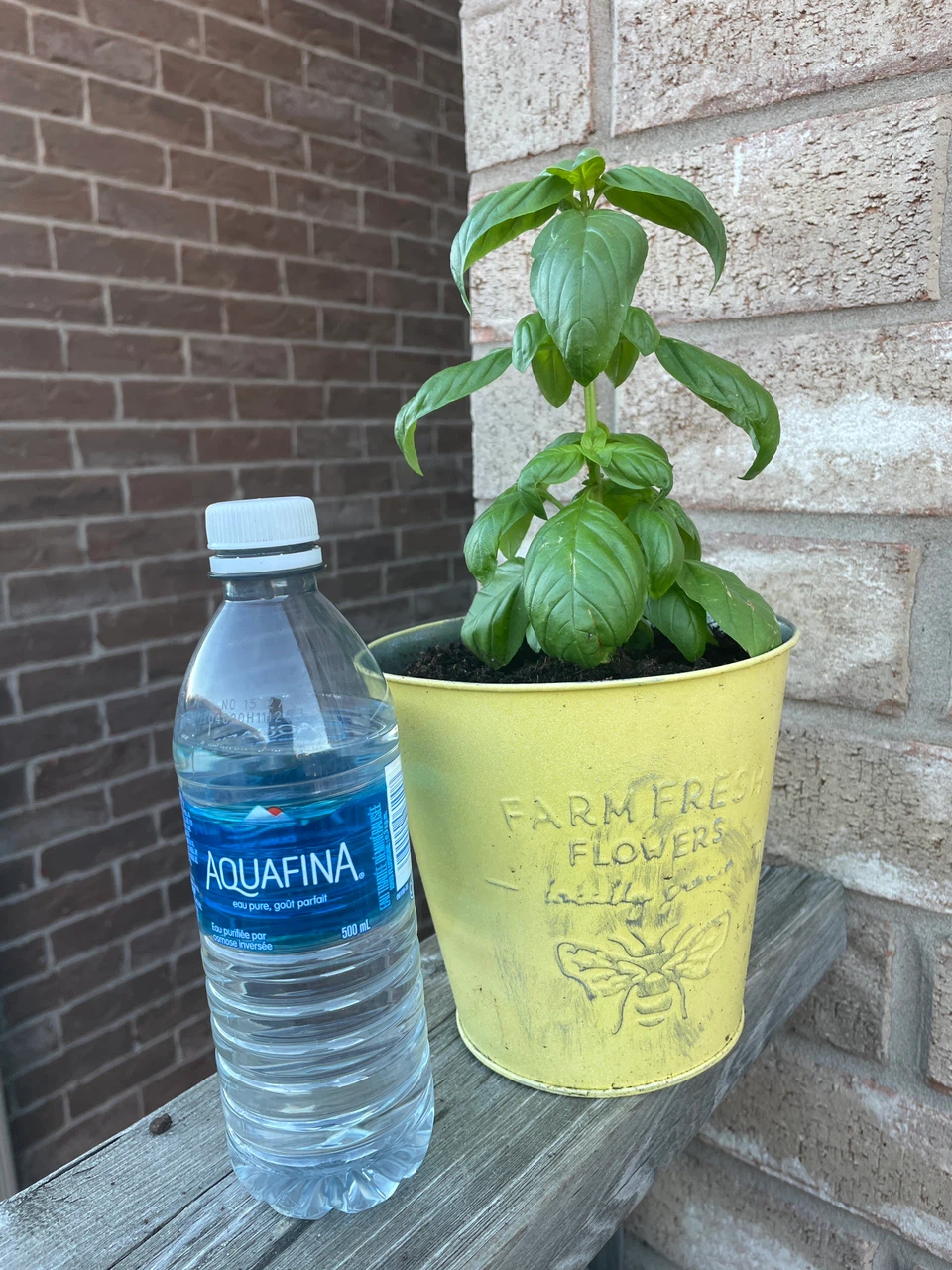 Fresh Basil Plant in Decorative Metal Pot - photo 3