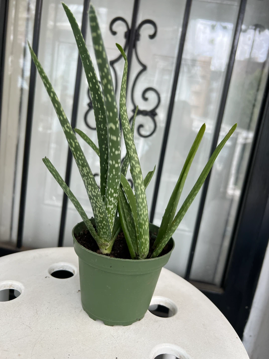 Small Aloe Vera Plant