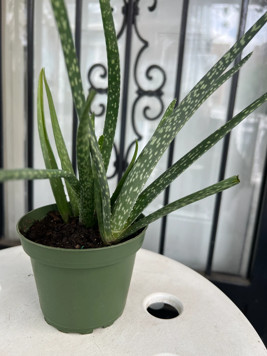 Small Aloe Vera Plant - photo 2