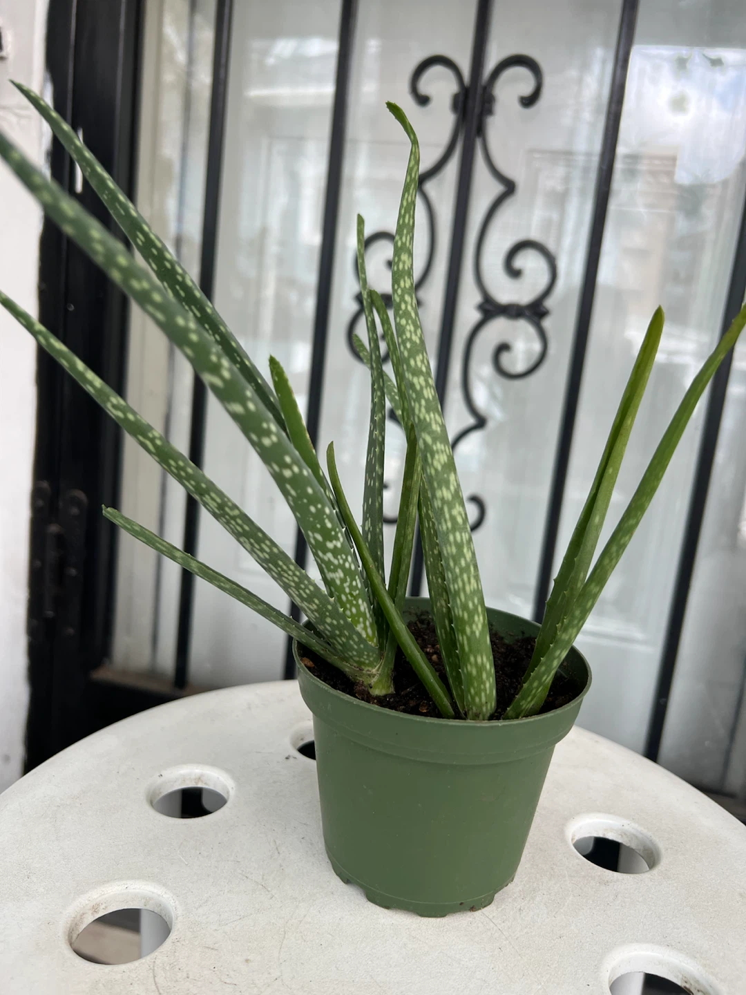 Small Aloe Vera Plant - photo 3